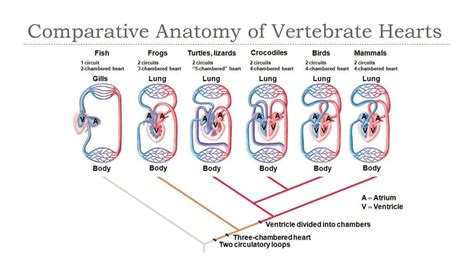 Evolution, comparative biology and ontogeny of vertebrate heart 